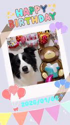 大久保剛志ブリーダーからお迎えしたボーダーコリー：大和くん