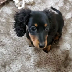 上陰恵美ブリーダーからお迎えしたミニチュアダックスフンド(ロング)：ももちゃん