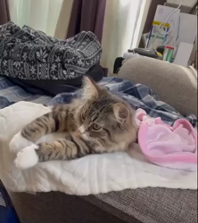 田所敏弘ブリーダーからお迎えしたノルウェージャンフォレストキャット：Marche （まるちぇ）くん