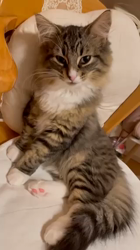 田所敏弘ブリーダーからお迎えしたノルウェージャンフォレストキャット：Marche （まるちぇ）くん