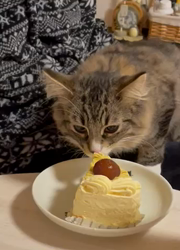 田所敏弘ブリーダーからお迎えしたノルウェージャンフォレストキャット：Marche （まるちぇ）くん