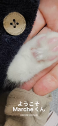 田所敏弘ブリーダーからお迎えしたノルウェージャンフォレストキャット：Marche （まるちぇ）くん