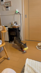 田所敏弘ブリーダーからお迎えしたノルウェージャンフォレストキャット：Marche （まるちぇ）くん