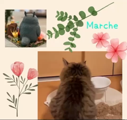 田所敏弘ブリーダーからお迎えしたノルウェージャンフォレストキャット：Marche （まるちぇ）くん