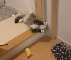 田所敏弘ブリーダーからお迎えしたノルウェージャンフォレストキャット：Marche （まるちぇ）くん