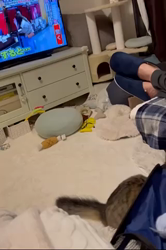 田所敏弘ブリーダーからお迎えしたノルウェージャンフォレストキャット：Marche （まるちぇ）くん