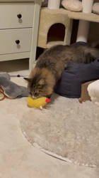 田所敏弘ブリーダーからお迎えしたノルウェージャンフォレストキャット：Marche （まるちぇ）くん