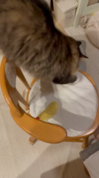 田所敏弘ブリーダーからお迎えしたノルウェージャンフォレストキャット：Marche （まるちぇ）くん
