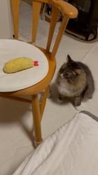 田所敏弘ブリーダーからお迎えしたノルウェージャンフォレストキャット：Marche （まるちぇ）くん