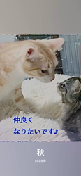 田所敏弘ブリーダーからお迎えしたノルウェージャンフォレストキャット：Marche （まるちぇ）くん