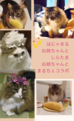 田所敏弘ブリーダーからお迎えしたノルウェージャンフォレストキャット：Marche （まるちぇ）くん