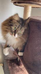 田所敏弘ブリーダーからお迎えしたノルウェージャンフォレストキャット:Marche (まるちぇ)くん