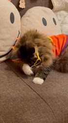 田所敏弘ブリーダーからお迎えしたノルウェージャンフォレストキャット：Marche （まるちぇ）くん