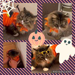 田所敏弘ブリーダーからお迎えしたノルウェージャンフォレストキャット：Marche （まるちぇ）くん