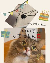 田所敏弘ブリーダーからお迎えしたノルウェージャンフォレストキャット：Marche （まるちぇ）くん