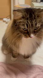 田所敏弘ブリーダーからお迎えしたノルウェージャンフォレストキャット：Marche （まるちぇ）くん