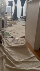 田所敏弘ブリーダーからお迎えしたノルウェージャンフォレストキャット：Marche （まるちぇ）くん