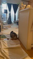 田所敏弘ブリーダーからお迎えしたノルウェージャンフォレストキャット：Marche （まるちぇ）くん