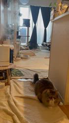 田所敏弘ブリーダーからお迎えしたノルウェージャンフォレストキャット：Marche （まるちぇ）くん