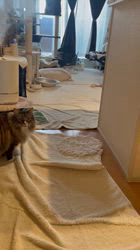 田所敏弘ブリーダーからお迎えしたノルウェージャンフォレストキャット：Marche （まるちぇ）くん