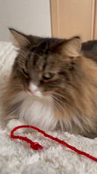 田所敏弘ブリーダーからお迎えしたノルウェージャンフォレストキャット：Marche （まるちぇ）くん