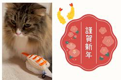 田所敏弘ブリーダーからお迎えしたノルウェージャンフォレストキャット：Marche （まるちぇ）くん