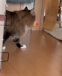 田所敏弘ブリーダーからお迎えしたノルウェージャンフォレストキャット：Marche （まるちぇ）くん