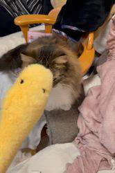 田所敏弘ブリーダーからお迎えしたノルウェージャンフォレストキャット：Marche （まるちぇ）くん