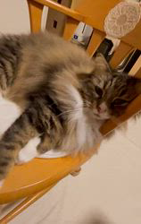 田所敏弘ブリーダーからお迎えしたノルウェージャンフォレストキャット：Marche （まるちぇ）くん