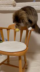 田所敏弘ブリーダーからお迎えしたノルウェージャンフォレストキャット：Marche （まるちぇ）くん