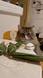 田所敏弘ブリーダーからお迎えしたノルウェージャンフォレストキャット：Marche （まるちぇ）くん