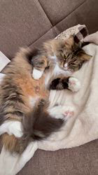 田所敏弘ブリーダーからお迎えしたノルウェージャンフォレストキャット：Marche （まるちぇ）くん