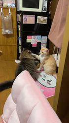 田所敏弘ブリーダーからお迎えしたノルウェージャンフォレストキャット：Marche （まるちぇ）くん