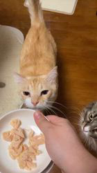 田所敏弘ブリーダーからお迎えしたノルウェージャンフォレストキャット：Marche （まるちぇ）くん