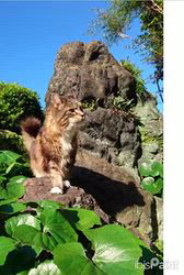 田所敏弘ブリーダーからお迎えしたノルウェージャンフォレストキャット：Marche （まるちぇ）くん