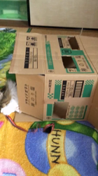 中元美和ブリーダーからお迎えしたノルウェージャンフォレストキャット：アシュラくん
