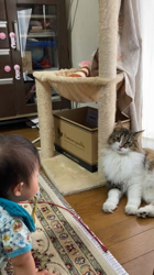 中元美和ブリーダーからお迎えしたノルウェージャンフォレストキャット：アシュラくん