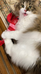 中元美和ブリーダーからお迎えしたノルウェージャンフォレストキャット：アシュラくん