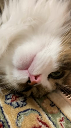 中元美和ブリーダーからお迎えしたノルウェージャンフォレストキャット：アシュラくん