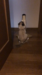 丸本郁美ブリーダーからお迎えしたラグドール：セレネくん