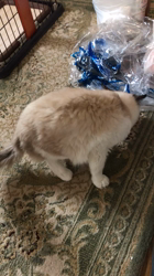 丸本郁美ブリーダーからお迎えしたラグドール：セレネくん