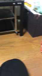 丸本郁美ブリーダーからお迎えしたラグドール：セレネくん