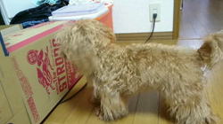 辻順子ブリーダーからお迎えしたトイプードル：きなこちゃん