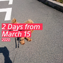 辻順子ブリーダーからお迎えしたトイプードル：きなこちゃん