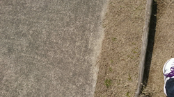 辻順子ブリーダーからお迎えしたトイプードル：きなこちゃん