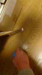 辻順子ブリーダーからお迎えしたトイプードル：きなこちゃん