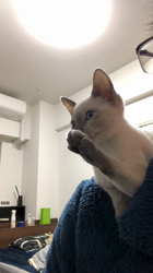 藤橋有香ブリーダーからお迎えしたロシアンブルー：ニコくん