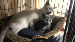 藤橋有香ブリーダーからお迎えしたロシアンブルー：ほたるちゃん