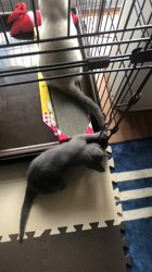 藤橋有香ブリーダーからお迎えしたロシアンブルー：ニコくん