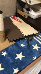 藤橋有香ブリーダーからお迎えしたロシアンブルー：ニコくん